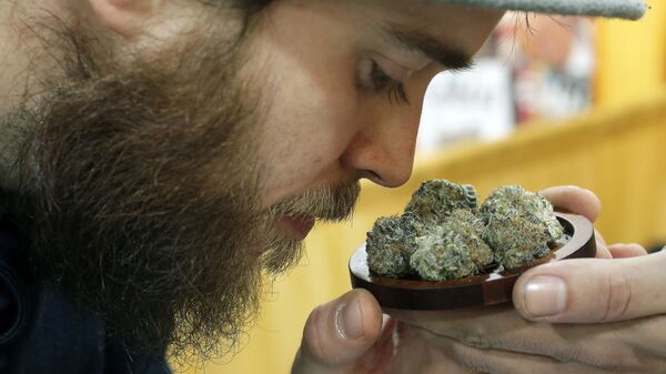 In this In this Dec. 17 2017 file photo, Julian Clark, of Westerly, R.I., smells a strain of marijuana flowers called Cookie Pebbles, at a trade show in Worcester, Mass. Three New England states legalized recreational marijuana, but there is still no place to buy pot legally in the region. Sunday, July 1, 2018, had been the target date to open pot shops in Massachusetts, but no retail licenses have yet been awarded. Possession of small amounts of recreational marijuana becomes legal in Vermont that day, but the law has no provisions for retail sales. Pot shops aren't expected in Maine until 2019 at earliest. - Sputnik International