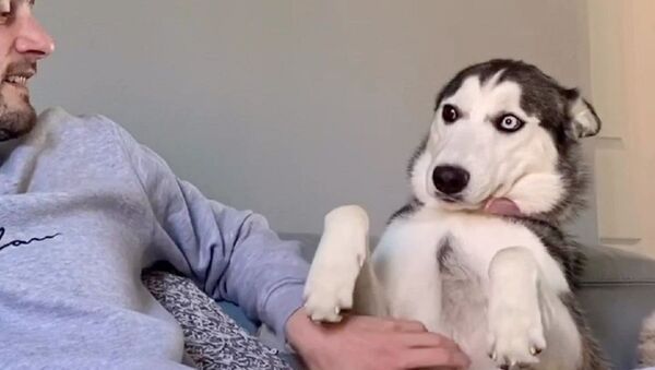 Dog - Sputnik International