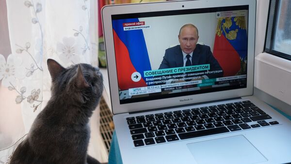 Cat looks on as Russian President Vladimir Putin takes part in briefing on the coronavirus situation, May 11, 2020. - Sputnik International