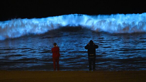 Spectators watch bioluminescent plankton light up the shoreline as they churn in the waves at Dockweiler State Beach during the coronavirus outbreak, Wednesday, April 29, 2020, in Los Angeles, Calif. - Sputnik International
