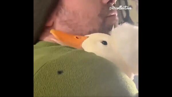 Because ducks needs cuddles too - Sputnik International