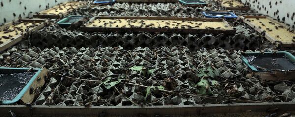 In this photo taken Aug. 5, 2014, Chalong Prajitr, 57, feeds crickets at a farm in Thanon Nang Klarn village in Nakhon Ratchasima province, northeastern Thailand In this photo taken Aug. 5, 2014, Chalong Prajitr, 57, feeds crickets at a farm in Thanon Nang Klarn village in Nakhon Ratchasima province, northeastern Thailand - Sputnik International
