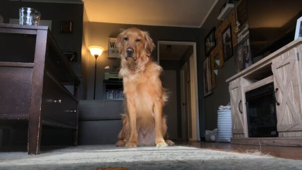 Dog Dilemma: Sly Golden Retriever Grabs Biscuit While Owner’s Away  - Sputnik International