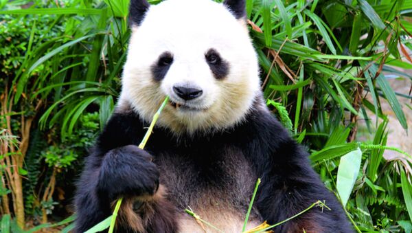 Canadian Zoo Sends Pandas Home to China After Pandemic Frustrates Bamboo Imports - Sputnik International