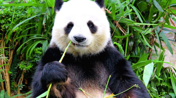 Canadian Zoo Sends Pandas Home to China After Pandemic Frustrates Bamboo Imports - Sputnik International