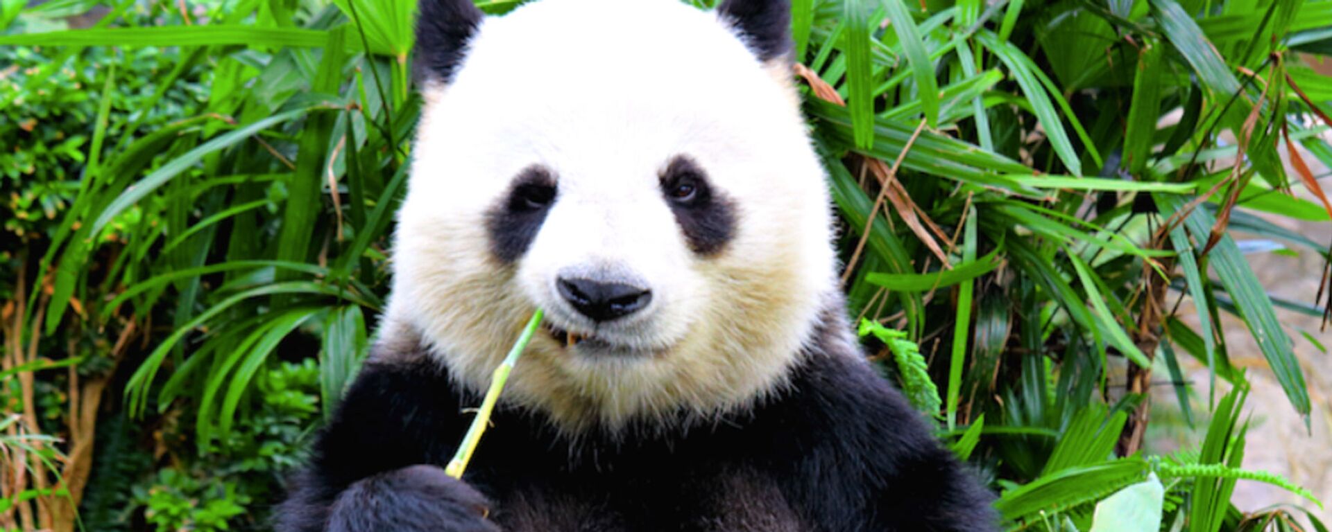 Canadian Zoo Sends Pandas Home to China After Pandemic Frustrates Bamboo Imports - Sputnik International, 1920, 08.08.2023