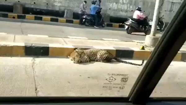 A leopard was seen resting at Katedan underbridge at Mailardevpally, Rajendranagar in Hyderabad - Sputnik International