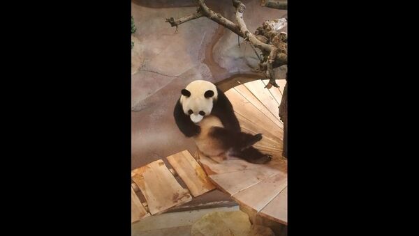 Panda Shakes It to Scratch that Itch   - Sputnik International