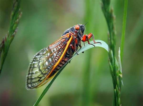 'Zombie' Flies Driven by 'Mind-Controlling' Fungus Strike a 'Death Pose' to Shoot Spores 'Zombie' Flies Driven by 'Mind-Controlling' Fungus Strike a 'Death Pose' to Shoot Spores - Sputnik International