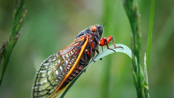 Periodical cicadas can appear in 17 or 13-year intervals This year's emergence is expected across northwestern North Carolina, Virginia, and  West Virginia. - Sputnik International