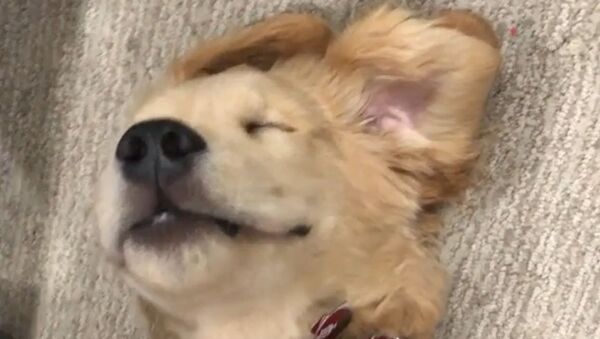 That’s the Spot: Golden Retriever Pup Enjoys Massage  - Sputnik International