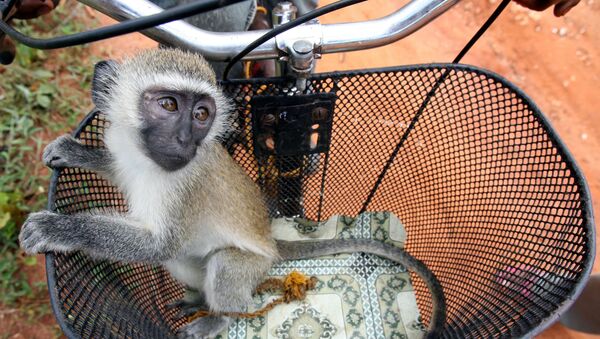 A baby vervet monkey (Cercopithecus aethiops) is seen in a bicycle basket in Zanzibar's island village of Kidichi November 3, 2005.  - Sputnik International