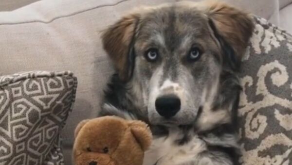 ‘Who’s Your Best Friend?’: Cute Pup Shows Off His Best Pal   - Sputnik International