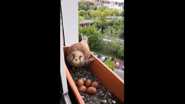 I found this falcon is nesting in my plant box so I started feeding her - Sputnik International