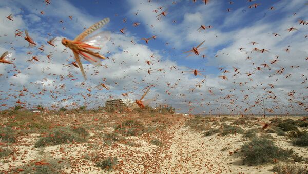  A swarm of pink locusts (File) - Sputnik International
