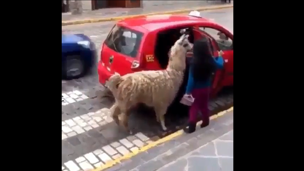 Alpaca in a Taxi - Sputnik International