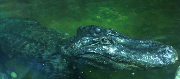 Alligator named Saturn  - Sputnik International