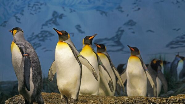 King penguins - Sputnik International