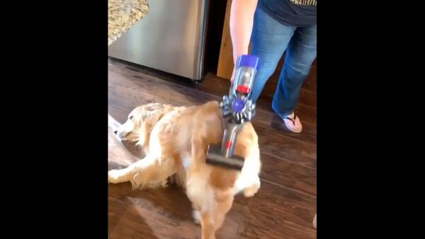 The dyson method of grooming golden retrievers. A little extreme but he gets a belly rub...of sorts...out of the deal - Sputnik International