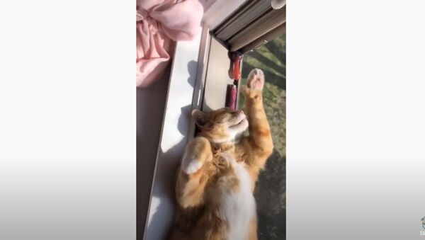 Kitty Dreams on Sunny Windowsill During Quarantine  - Sputnik International