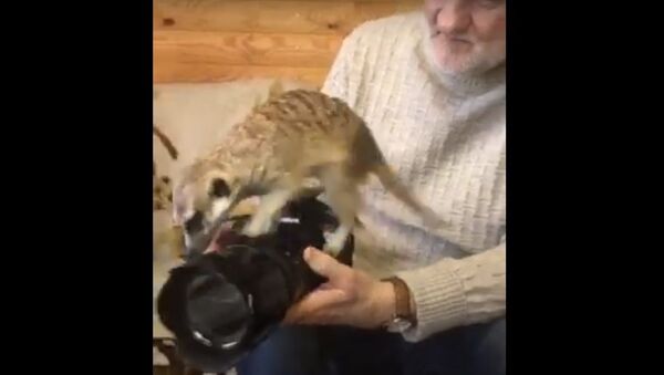 Rescued Meerkat Curiously Investigates Camera  - Sputnik International