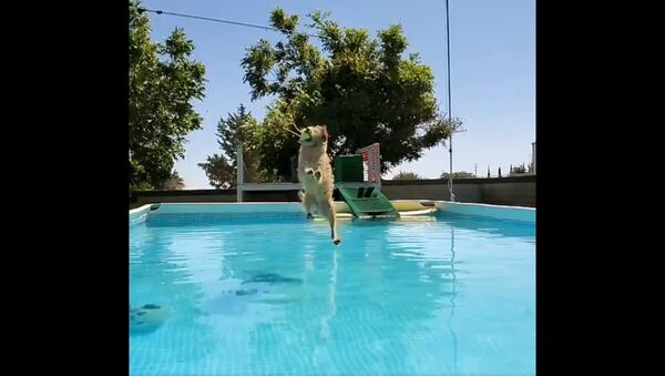 Perfect ... AMAZING leap !! - Sputnik International