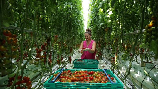 A worker is pictured picking tomatoes at the Frank Rudd and Sons Tomato Farm following the outbreak of the coronavirus disease (COVID-19), Knutsford, Britain, May 14, 2020.  - Sputnik International