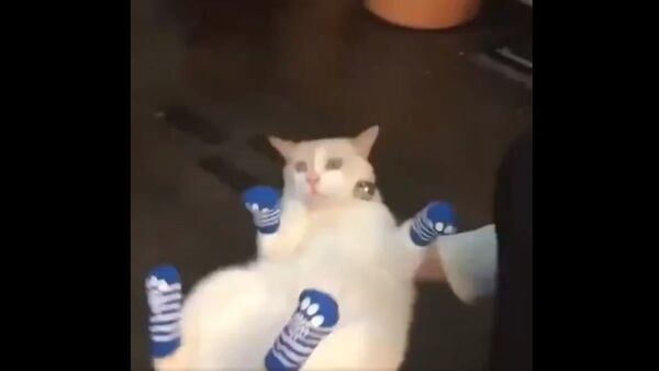 Cat - Sputnik International