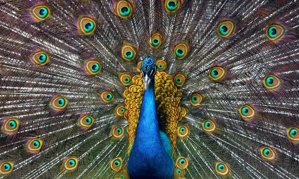 This Week in Pictures: 23 - 29 May - Sputnik International