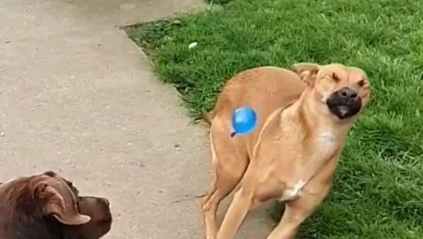 dogs play with a balloon - Sputnik International