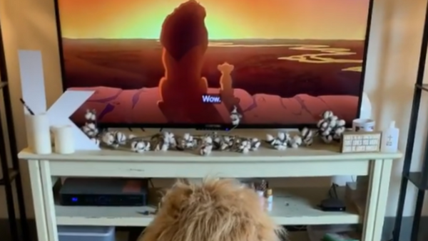 Simba, Is That You? Golden Retriever Loves ‘Lion King’ Movie  - Sputnik International