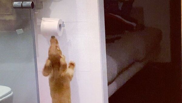 dog and toilet paper - Sputnik International