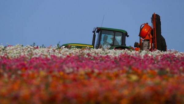 An agricultural worker navigates his equipment through the closed and empty flower fields of Carlsbad during the outbreak of the coronavirus disease (COVID-19) in Carlsbad, California, US, May 7, 2020 - Sputnik International
