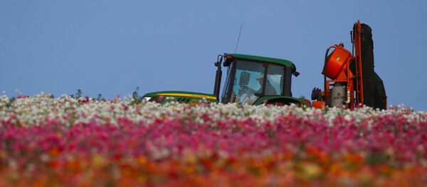 An agricultural worker navigates his equipment through the closed and empty flower fields of Carlsbad during the outbreak of the coronavirus disease (COVID-19) in Carlsbad, California, US, May 7, 2020 An agricultural worker navigates his equipment through the closed and empty flower fields of Carlsbad during the outbreak of the coronavirus disease (COVID-19) in Carlsbad, California, US, May 7, 2020 - Sputnik International