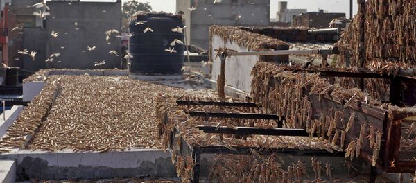 In this photograph taken on May 25, 2020 swarms of locusts are seen atop a residential building in Jaipur in the Indian state of Rajasthan In this photograph taken on May 25, 2020 swarms of locusts are seen atop a residential building in Jaipur in the Indian state of Rajasthan - Sputnik International