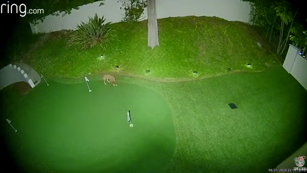 Coyote Woods: Wild Animal Enjoys Playing Golf  - Sputnik International