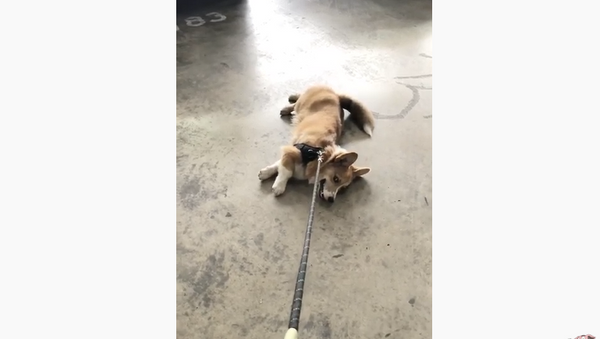 Cute Corgi Throws Tantrum When Coming Home From Dog Park - Sputnik International