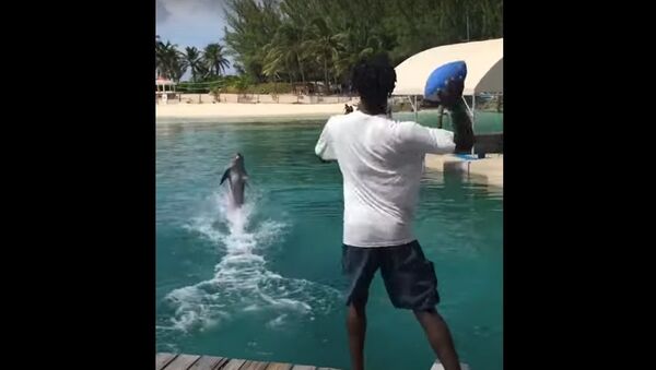 Dolphin Catches Football Pass Perfectly in the Bahamas || ViralHog - Sputnik International