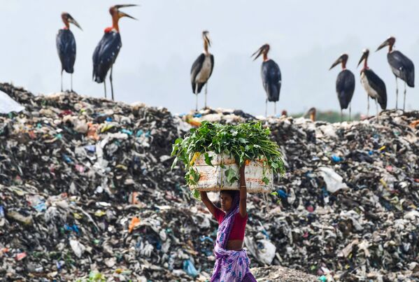 A woman carries food for her cattle past storks standing atop of one of the largest disposal sites in northeast India at the Boragaon area of Guwahati on June 4, 2020.  - Sputnik International