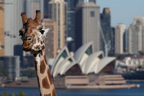 A giraffe is seen in front of the Sydney Opera House at Taronga Zoo Sydney as it re-opens to the public amidst the easing of the coronavirus disease (COVID-19) restrictions following an extended closure in Sydney, Australia, June 1, 2020.   - Sputnik International