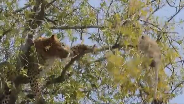 Rarely seen,  leopard trying to shake the monkey from tree for food. Monkey holds on - Sputnik International