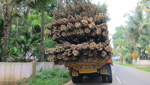 India reed bamboo - Sputnik International
