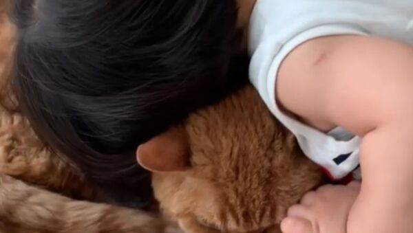 Sweet Toddler Loves Pet Cat - Sputnik International