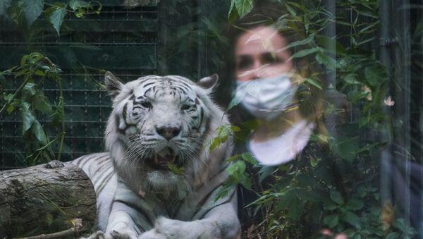 A woman in a mask is reflected in the glass of a tiger's enclosure in Rome Zoo - Sputnik International