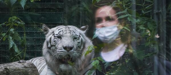 A woman in a mask is reflected in the glass of a tiger's enclosure in Rome Zoo - Sputnik International