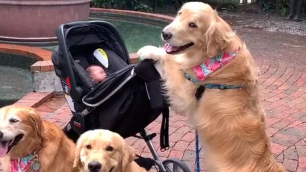 Hurry Up Already! Golden Retriever Family Waits to Take Baby on Stroll  - Sputnik International