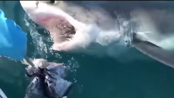 Group of fishermen encounter a massive great white shark off the coast of Ocean City, Maryland. - Sputnik International