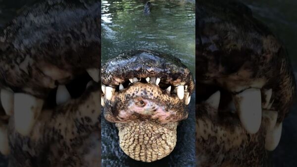 Hunter The American Alligator Says Good Morning  - Sputnik International