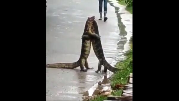 Video of two monitor lizards 'hugging' each other in India goes viral - Sputnik International