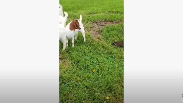 Yeehaw! Farm Raccoon Rounds Up Goats - Sputnik International